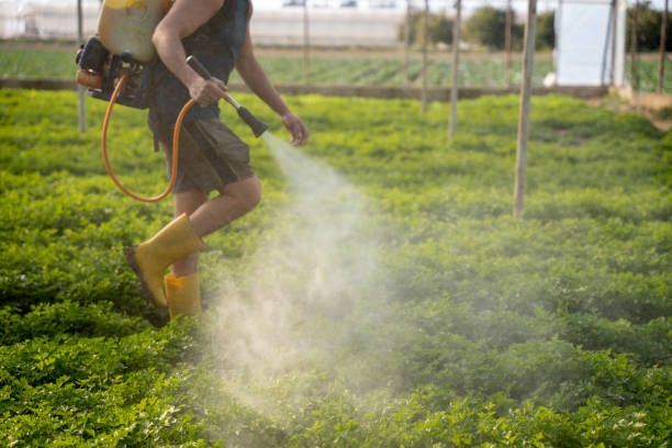 Best Wasp Removal Services  in Brices Creek, NC